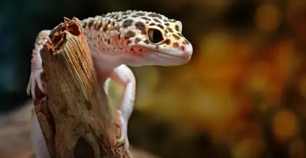 Imagem do Gecko Leopardo